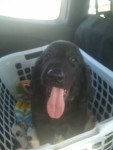 Joey onderweg naar Friesland!
